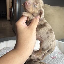 Minnie - Dapple female Dachshund puppy in Menifee, California from The Weenie Hut Doxies