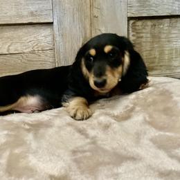 Dachshund Puppies from Down The Hill Potterdale