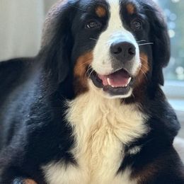 Rheïa - Bernese Mountain Dog