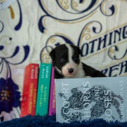 Border Collie, Papillon, Sporty Mix, and Whippet Puppies from Old Hemp Border Collies / Open Horizon Sport Dogs