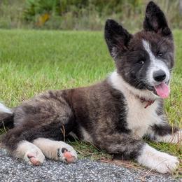 Izumi - Brindle female Japanese Akitainu puppy in Georgia from Unmei Akita