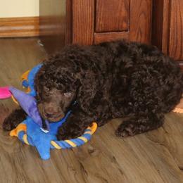 Poodle Puppies from RK'S Pets