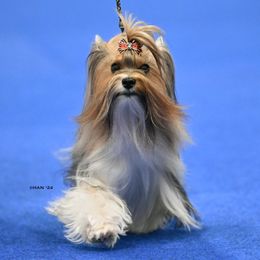 Della - Biewer Terrier