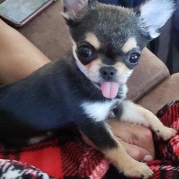 Chihuahua Puppies from Chilove Chihuahuas