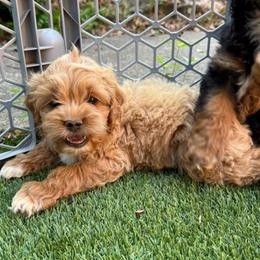Rosé - Cream female Cockapoo puppy in Williamston, South Carolina from Sassy Bob’s Dogs