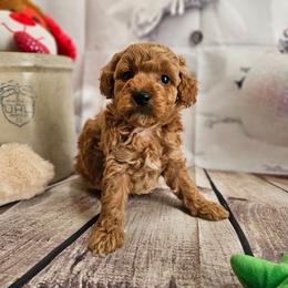 AKC - Sal - Red  male Poodle puppy in Lebanon, Missouri from Leerose Puppies