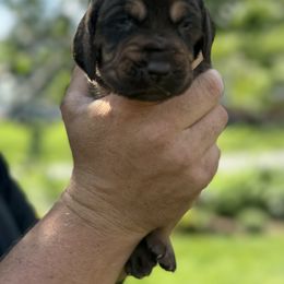 Red collar - Liver and tan female Bloodhound puppy in Lynchburg, Virginia from Clays Bloodhounds and Bassets