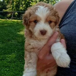 Sam - Red tri-color male Aussiedoodle puppy in Lenoir, North Carolina from Brittany's Brats