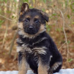 Poppy - Black and red female German Shepherd puppy in Middlesex, North Carolina from Ace of Hearts K9’s