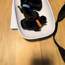 Miniature Pinscher Puppies from Bridget GreenBoddy