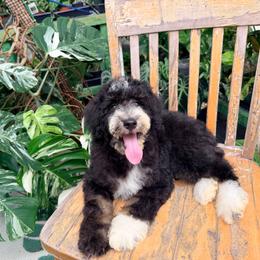 Tenderheart with training - Tri-color male Bernedoodle puppy in Boonville, North Carolina from Doods & Dolls