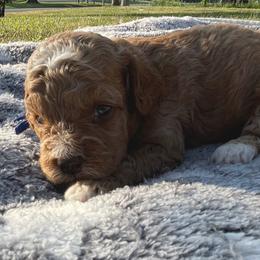 Major - Golden male Cockapoo puppy in Bedford, Iowa from Our Father’s Doodles