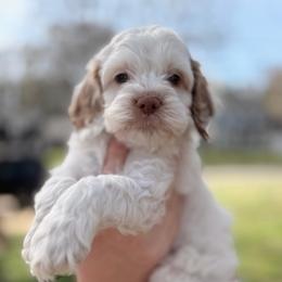 King of Hearts - Red and white male Cockapoo puppy in Advance, North Carolina from Rome & Reign Farm