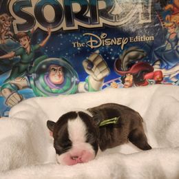 Checkers - Seal brindle and white male Boston Terrier puppy in Tazewell, Tennessee from Legacy Bostons and Goldendoodles