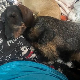Toots - Dachshund