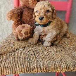 Hunter collar boy - Apricot male Goldendoodle puppy in Tucson, Arizona from Ever After Doodles Arizona
