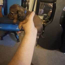 Dachshund Puppies from Pearson Federico