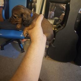 Dachshund Puppies from Pearson Federico