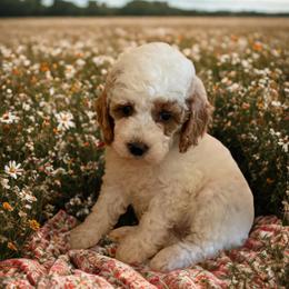 Red collar - Red and white female Cockapoo puppy in Wesson, Mississippi from Southern Country Doodles