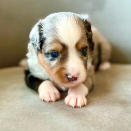 Sterling - Blue merle male Toy Australian Shepherd puppy in Bixby, Oklahoma from Roeboat Aussies