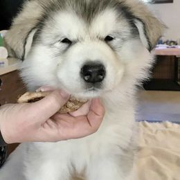 Willow - Gray and white female Alaskan Malamute puppy in Palmyra, Michigan from Illusion Kennel