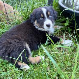 Queen - Black tri-color female Australian Shepherd puppy in Camas, Washington from Sayre Australian Shepherds