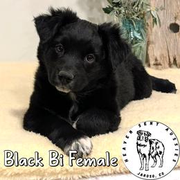 Wednesday - Black & white female Miniature Australian Shepherd puppy in Jaroso, Colorado from Heaven Sent Aussies