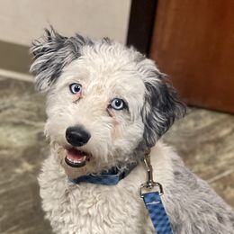 Bella - Aussiedoodle