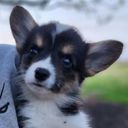 Petunia - Black and tan female Pembroke Welsh Corgi puppy in Sidney, Ohio from Cozy Corgi Ranch