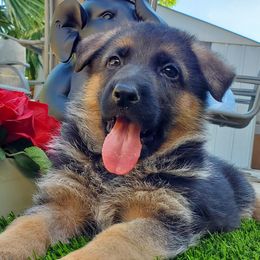 German Shepherd Puppies from Von Geesa