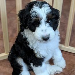 Ares - Black tri-color male Aussiedoodle puppy in New Durham, New Hampshire from Ridgeview Aussiedoodles