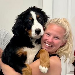 Bernese Mountain Dog Puppies from Lonesome Pine Farm