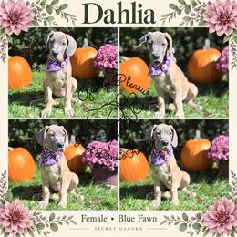 Dahlia - Blue female Great Dane puppy in Norton, Ohio from Guilty Pleasure Great Danes & Frenchies