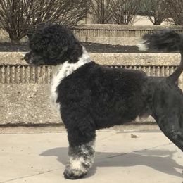 Marlin - Portuguese Water Dog