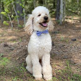 Cavapoo, Goldendoodle, and Poodle All Grown Up from Pearls & Curls doodles & poodles