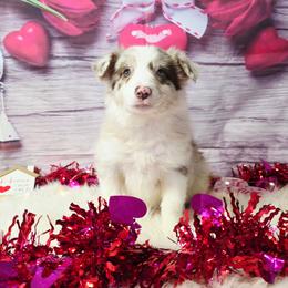 Kitty Lynxley - Red merle female Border Collie puppy in Avilla, Indiana from Borderline Kennels