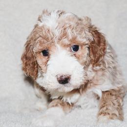 Dior - Yellow and white female Bernedoodle puppy in Ohio from Moore Doodles