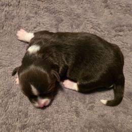 Hazel - Chocolate female Havanese puppy in Mason City, Iowa from Hoku Havanese