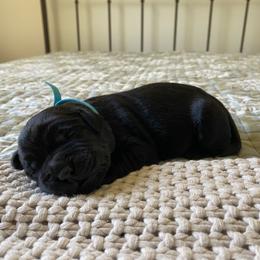 Ms. Blue - Black female Labrador Retriever puppy in New Hanover, New Jersey from Misty Labs