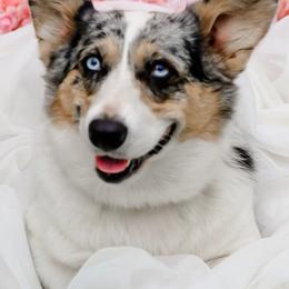 Boba - Pembroke Welsh Corgi