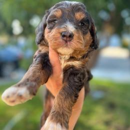 Cosmo - Blue merle male Bernedoodle puppy in Los Angeles, California from Bernied00dle Love