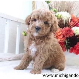 Jimmy - Apricot male Goldendoodle puppy in Swartz Creek, Michigan from Michigan Doodles