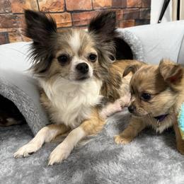 Annie - Chihuahua