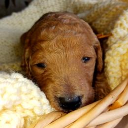 Dalmatian and Poodle Puppies from Reeves Family Standards