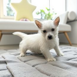 West Highland White Terrier puppies from Tiffany's Papillons