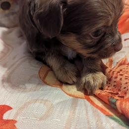 Brandy - Black sabled fawn female Chihuahua puppy in Waycross, Georgia from OakView Farm Chihuahuas FB