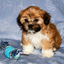 Kade - Red gold male Lhasa Apso puppy in Hillsboro, Oregon from Luv-N-Laughter Lhasa Apsos