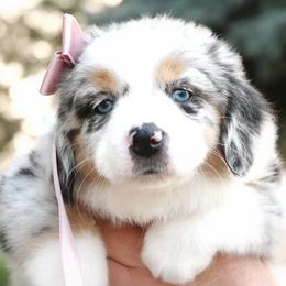 SALLY MAY BMF - Blue merle female Miniature American Shepherd puppy in Pasco, Washington from ROCK CREEK LABRADORS Pasco, WA