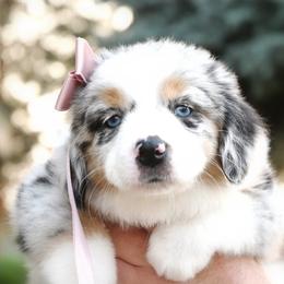SALLY MAY BMF - Blue merle female Miniature American Shepherd puppy in Pasco, Washington from ROCK CREEK LABRADORS Pasco, WA