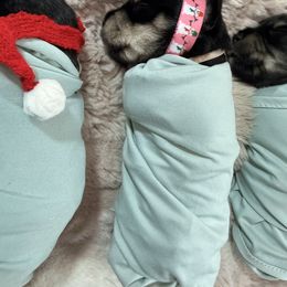 Pink - Black and silver female Miniature Schnauzer puppy in Cadiz, Kentucky from Southern Magnolia Schnauzers